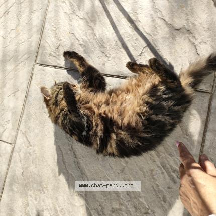 Photo 1/1 Chat retrouvé Trouvé à Pia