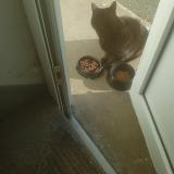 Photo de chat trouvé à Angers