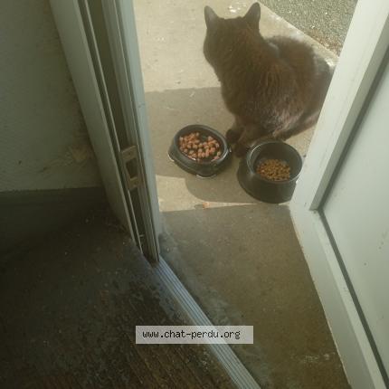 Photo 1/1 Chat trouvé Trouvé à Angers