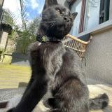 Photo de chat perdu à Argenteuil