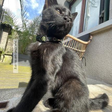 Photo 1/1 Ozzy Chat perdu à Argenteuil