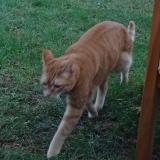 Photo de chat perdu à Cheveuges