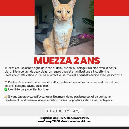 Photo 1/1 Muezza Chat perdu à Montceau les mines