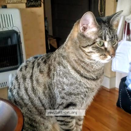 Photo 1/1 Jazmin Chat perdu à Sioux city