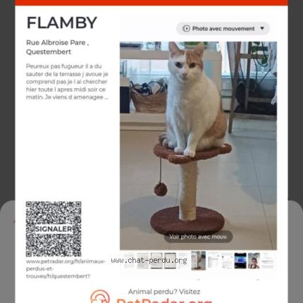 Photo 1/1 FLAMBY Chat perdu à Questembert