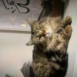 Photo de chat perdu à Tremblay En France