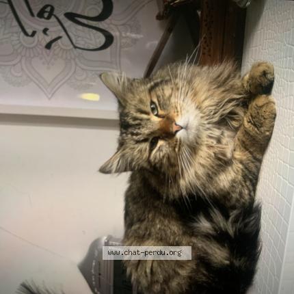 Photo 1/1 Tigrée Chat perdu à Tremblay en france