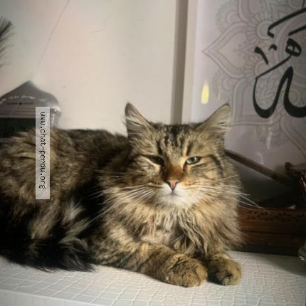 Photo 1/1 Tigrée Chat perdu à Tremblay En France