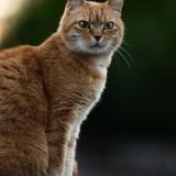 Photo de chat perdu à Kurtzenhouse