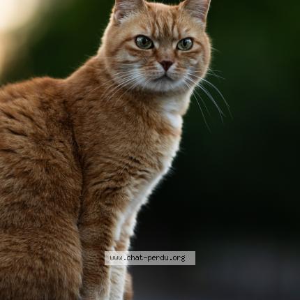 Photo 1/1 Brenda-Choupette Chat perdu à Kurtzenhouse