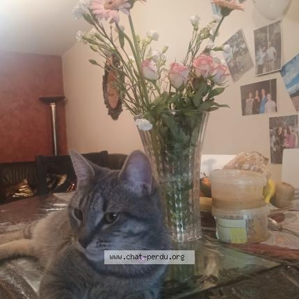 Photo 1/1 Spiros Chat perdu à Vitry sur seine