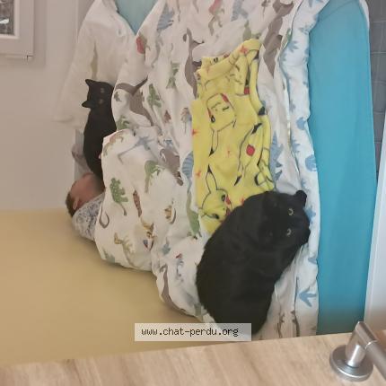 Photo 1/1 Luna Chat perdu à Dasle