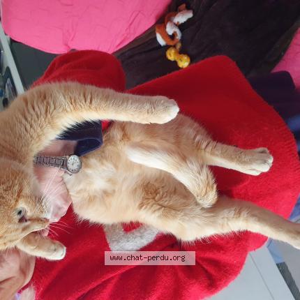 Photo 1/1 Chat trouvé Trouvé à Saint germain