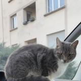 Photo de chat trouvé à Haguenau