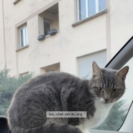 Photo 1/1 Chat retrouvé Trouvé à Haguenau