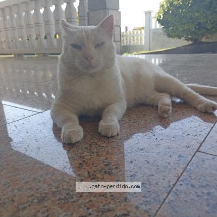 Photo 1/1 Banky Chat perdu à Cabanas