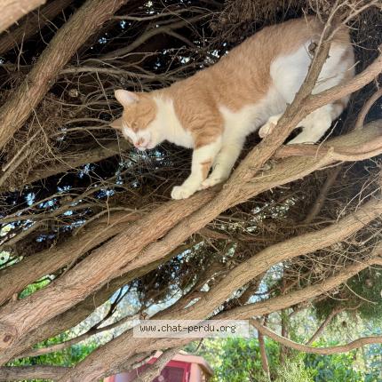 Photo 1/1 Guts Chat perdu à Antibes
