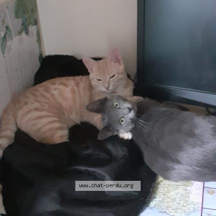 Photo 1/1 Samata Chat perdu à Belleville