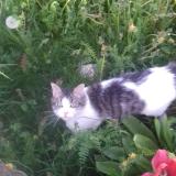 Photo de chat perdu à Le Bouchage