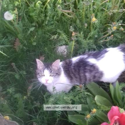 Photo 1/1 T&acirc;che Chat perdu à Le bouchage