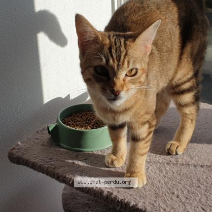 Photo 1/1 Apëe Chat perdu à Lennon