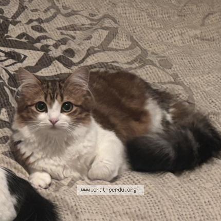 Photo 1/1 Chat retrouvé Perdu à Loubajac