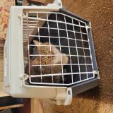 Photo de chat trouvé à Saint Jean Des Echelles