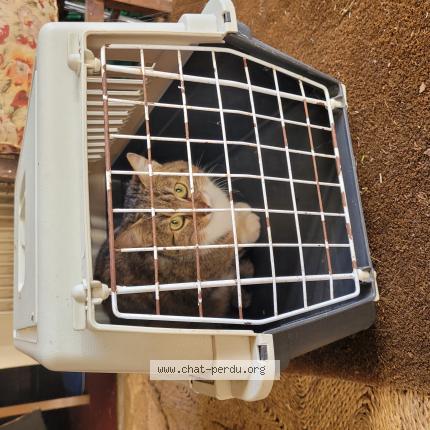 Photo 1/1 Chat trouvé Trouvé à Saint jean des echelles