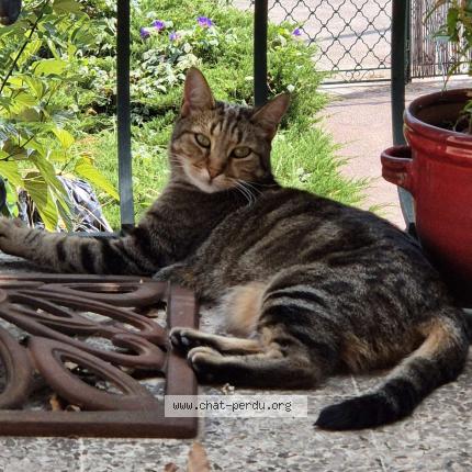 Photo 1/1 Chat retrouvé Perdu à La Fare Les Oliviers