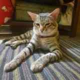 Photo de chat perdu à Jabalpur