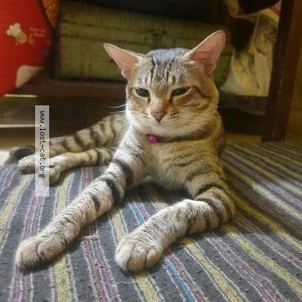 Photo 1/1 Cuty Chat perdu à Jabalpur