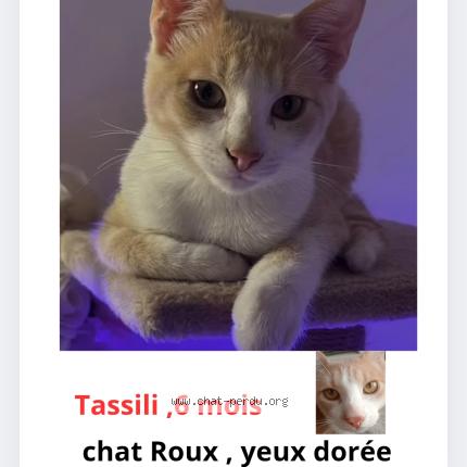 Photo 1/1 Chat retrouvé Perdu à Sathonay Village