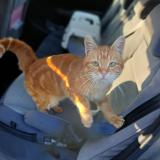 Photo de chat trouvé à Pierre De Bresse