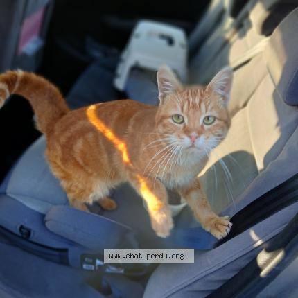 Photo 1/1 Chat trouvé Trouvé à Pierre de bresse