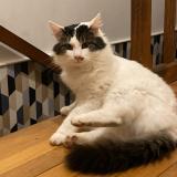 Photo de chat perdu à Champ Sur Layon