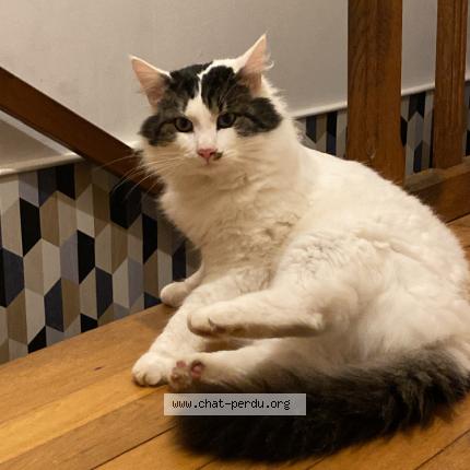 Photo 1/1 Sun Chat perdu à Champ sur layon