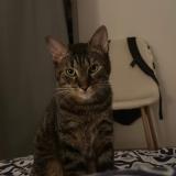 Photo de chat perdu à Le Mans