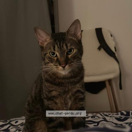 Photo 1/1 Chat retrouvé Perdu à Le Mans