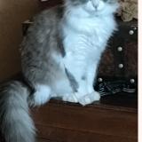 Photo de chat perdu à Heyrieux