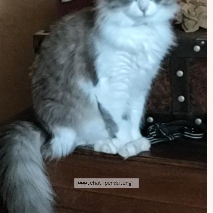 Photo 1/1 JUNIORE Chat perdu à Heyrieux