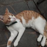 Photo de chat trouvé à Montevideo