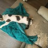 Photo de chat perdu à Chadrac