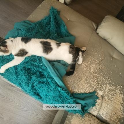 Photo 1/1 Bibinou Chat perdu à Chadrac