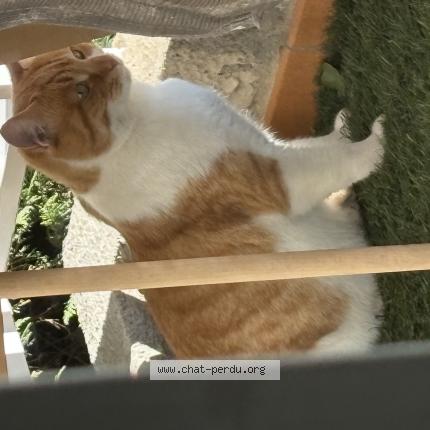 Photo 1/1 Chat retrouvé Trouvé à Pia