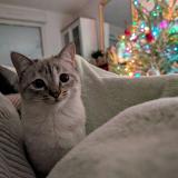 Photo de chat perdu à Nanterre