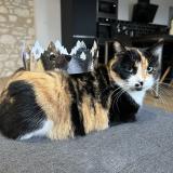 Photo de chat perdu à Villemaur Sur Vanne