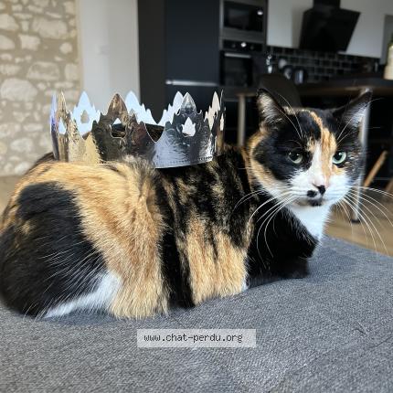 Photo 1/1 Chat retrouvé Perdu à Villemaur sur vanne