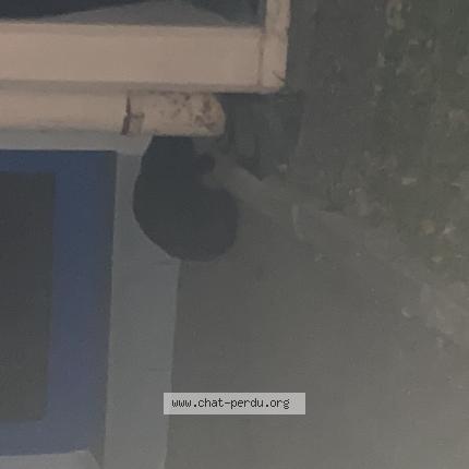 Photo 1/1 Chat trouvé Trouvé à Saint louis