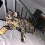 Photo de chat perdu à Launaget