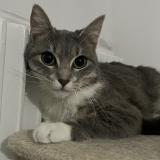 Photo de chat perdu à Venissieux